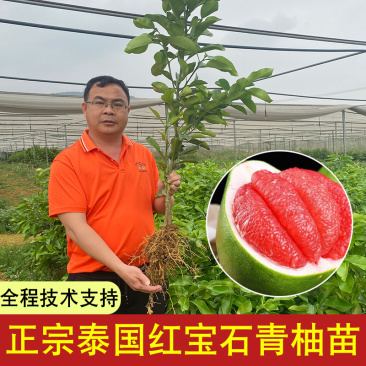 红宝石青柚杯苗产地直发千亩基地价格实惠，三年苗