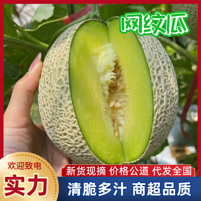 精品网纹蜜瓜网纹瓜糖度高口感脆可对接各大电商平台