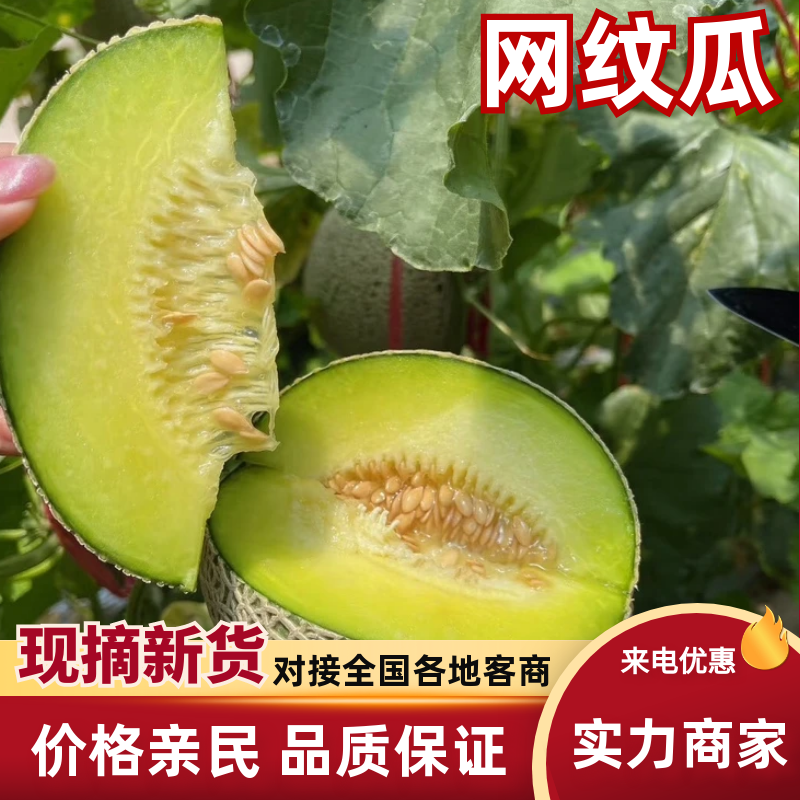 网纹瓜海南网纹哈密瓜基地直发量大从优代发全国