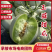 玉菇甜瓜精品白玉菇甜瓜奶香密可对接各大电商平台
