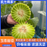 玉菇甜瓜海南玉菇甜瓜海量货源基地直发欢迎来电咨询