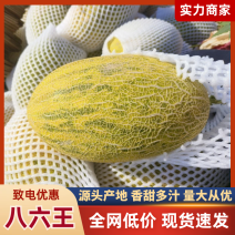 海南八六王哈密瓜可对接各级批发市场发货全国欢迎咨询