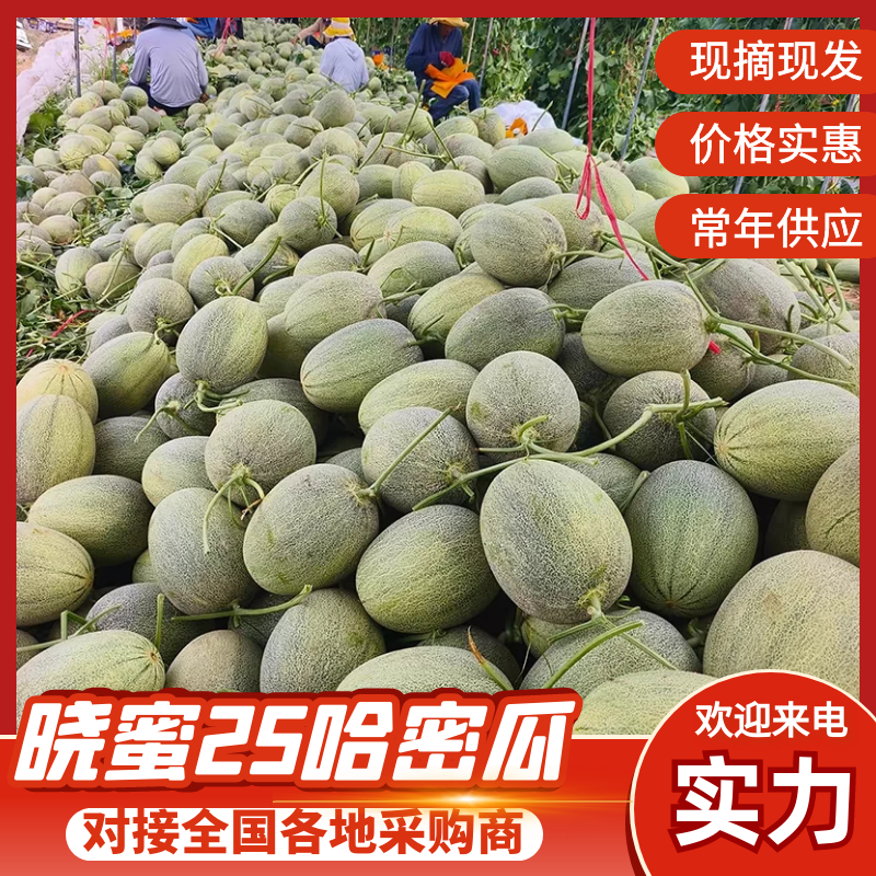 晓蜜25号哈密瓜当季水果规格齐全糖度高价格低