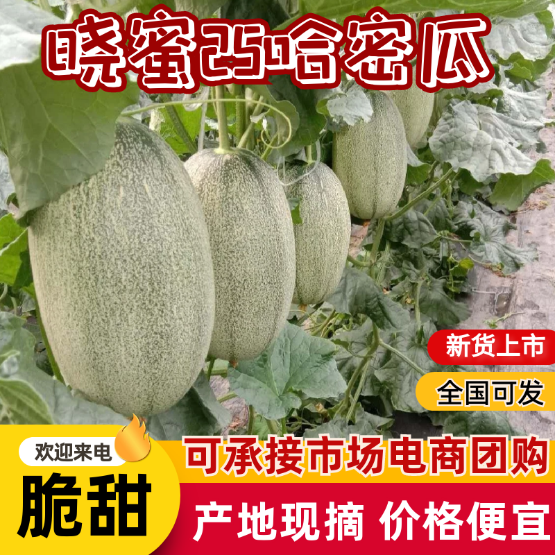 海南晓蜜25哈密瓜哈密瓜糖分高质量好对接市场电商