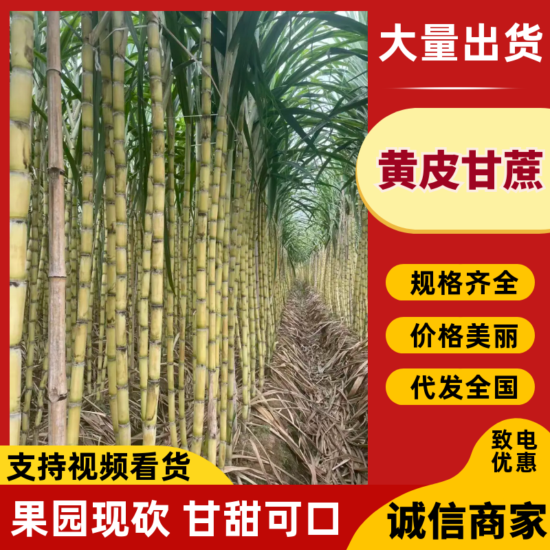 黄皮甘蔗福建甘蔗基地直发脆甜多汁全国发货可视频