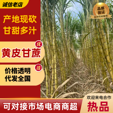 黄皮甘蔗福建甘蔗基地直供支持视频实地看货欢迎咨询