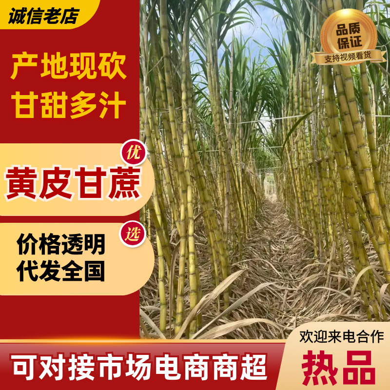 黄皮甘蔗福建甘蔗基地直供支持视频实地看货欢迎咨询