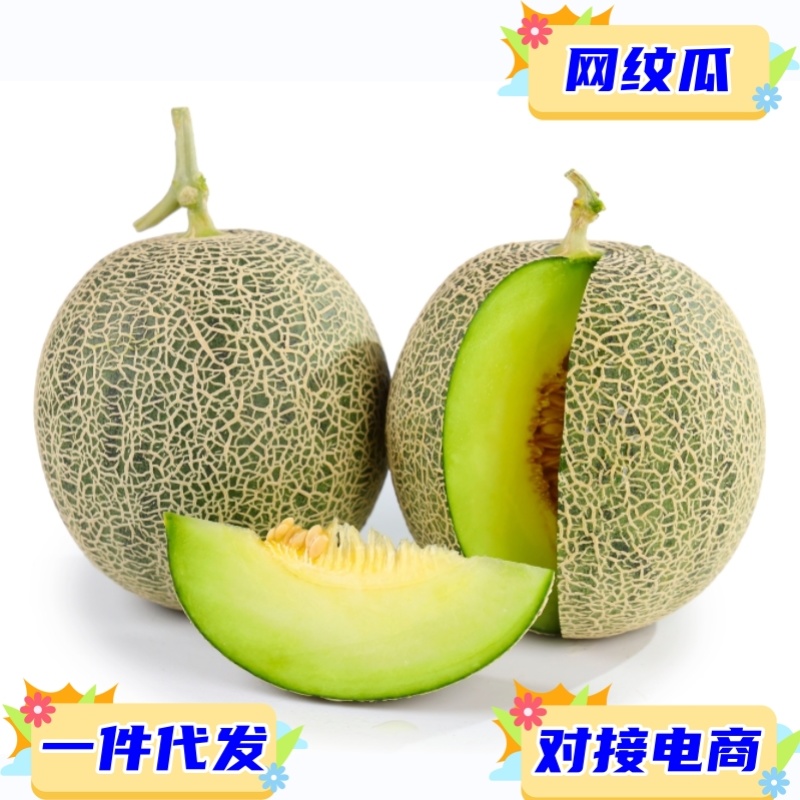 对接电商一件代发海南网纹瓜当季时令水果现摘现发供平台直播