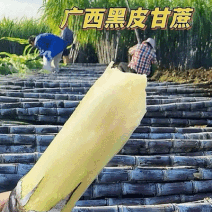 广西黑皮甘蔗/广西甘蔗/基地现砍现发/保证质量全国发货