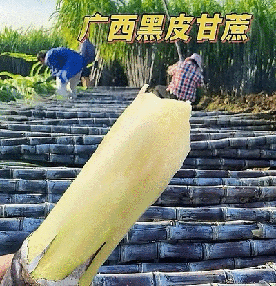 广西黑皮甘蔗/广西甘蔗/基地现砍现发/保证质量全国发货