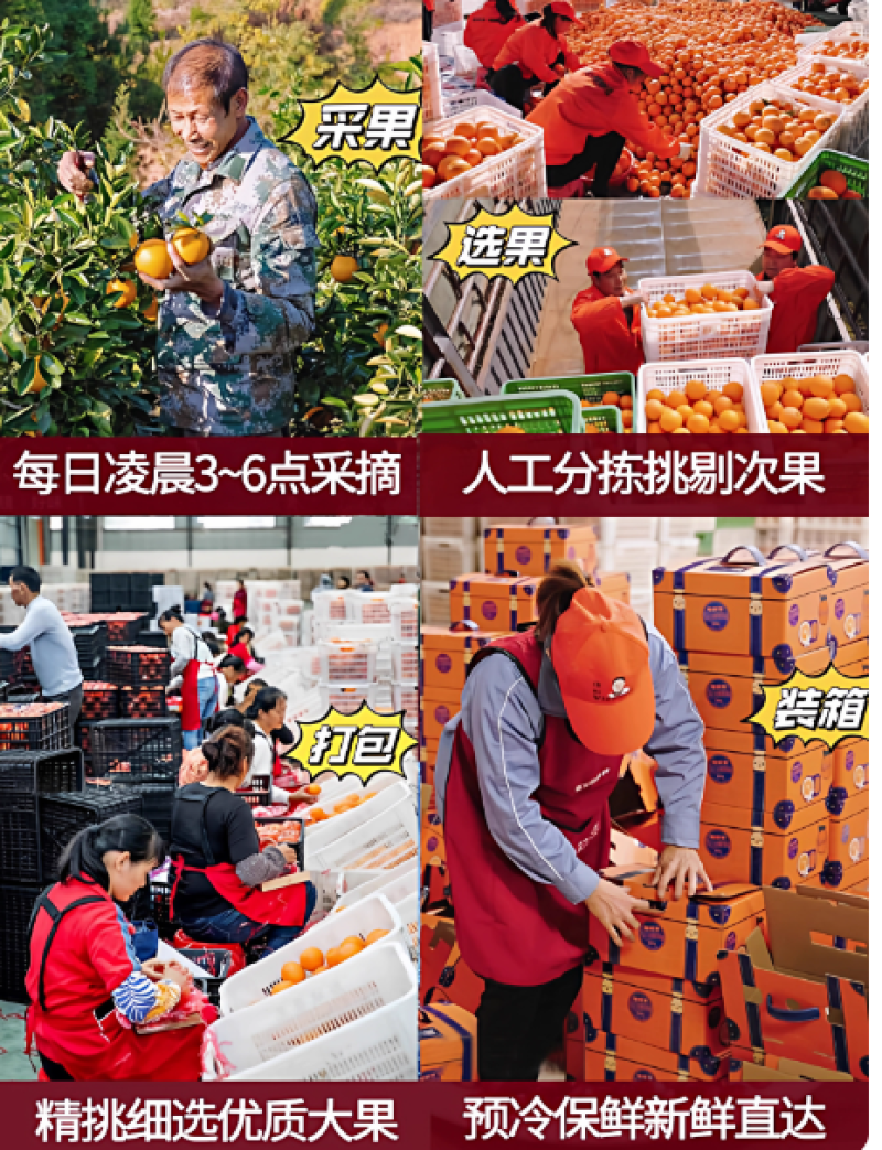 赣南脐橙榨汁橙子花皮果丑果信丰脐橙现采现发新鲜水果