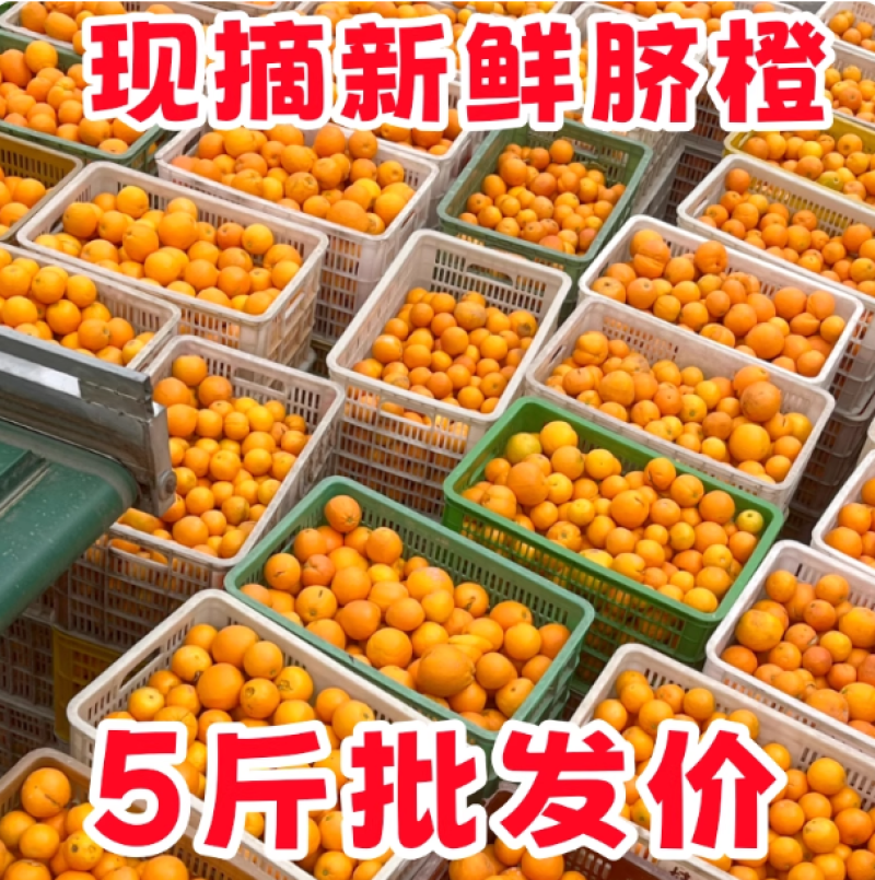 赣南脐橙榨汁橙子花皮果丑果信丰脐橙现采现发新鲜水果