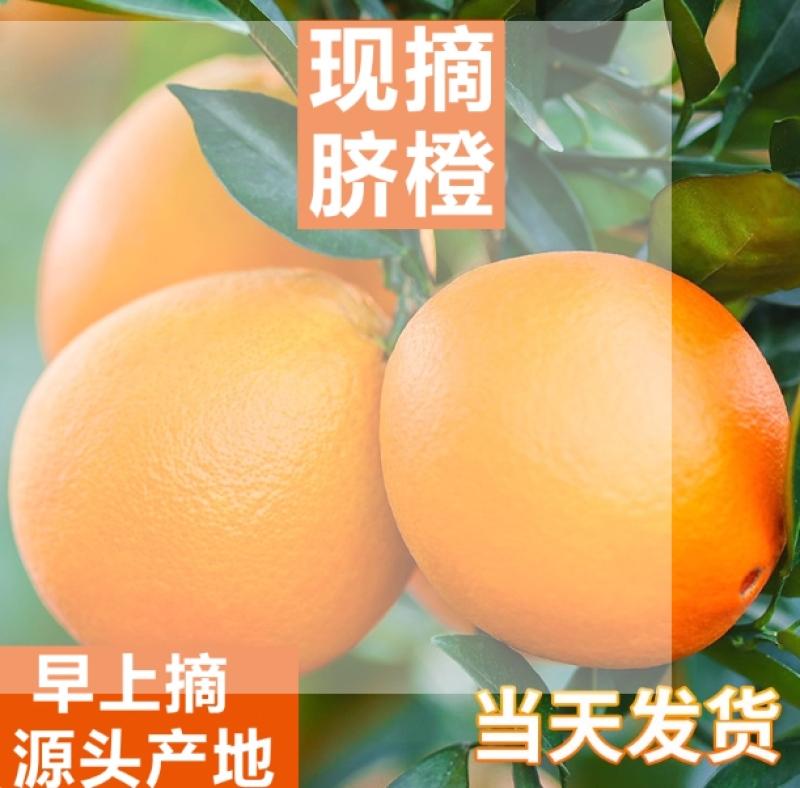 赣南脐橙榨汁橙子花皮果丑果信丰脐橙现采现发新鲜水果