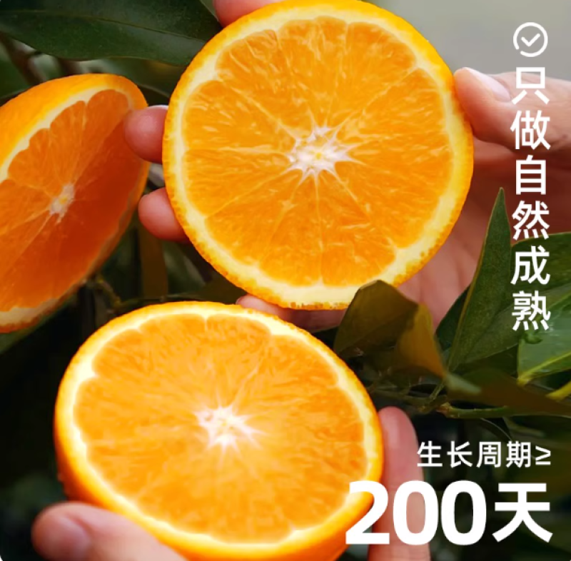 赣南脐橙榨汁橙子花皮果丑果信丰脐橙现采现发新鲜水果