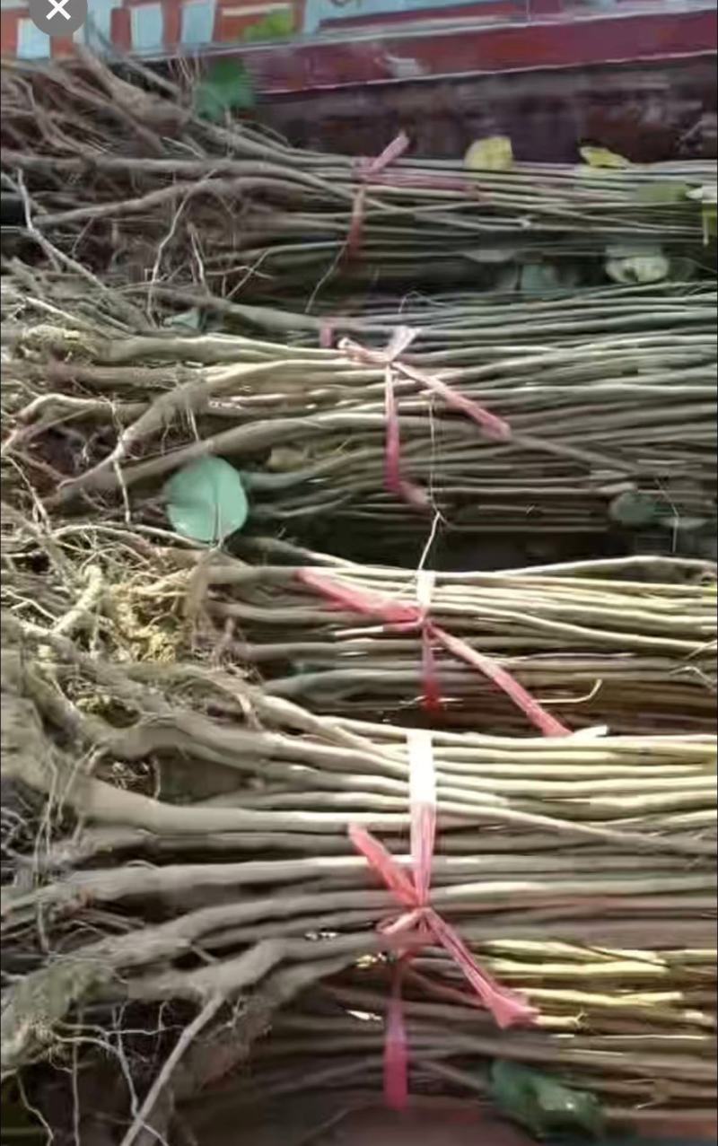 黄栌大量供应支持视频和实地看货提供技术欢迎咨询