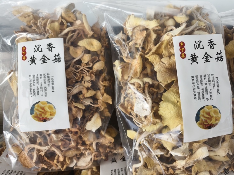 沉香黄金菇产地直发营养价值高不含保鲜剂保质保量