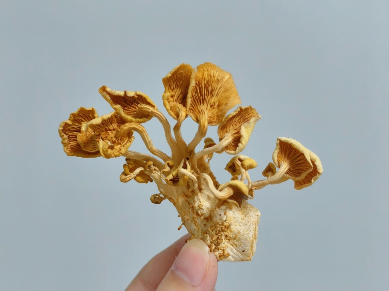 沉香黄金菇产地直发营养价值高不含保鲜剂保质保量