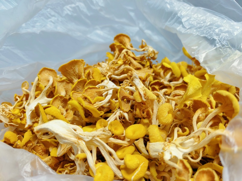 沉香黄金菇产地直发营养价值高不含保鲜剂保质保量