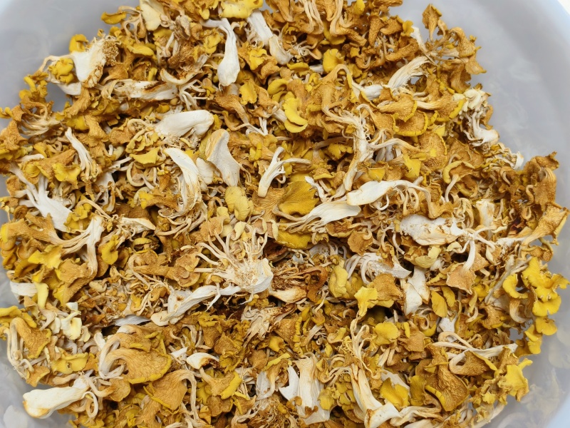 沉香黄金菇产地直发营养价值高不含保鲜剂保质保量