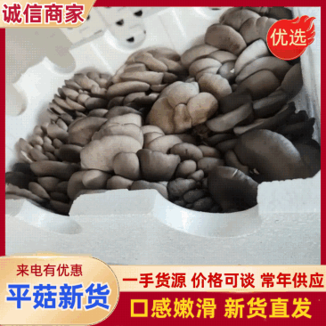 河北新鲜上市平菇价格美丽质量好对接全国量大从优欢迎询价