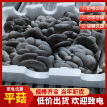 河北邯郸鲜平菇货源充足品质保证欢迎新老客户咨询