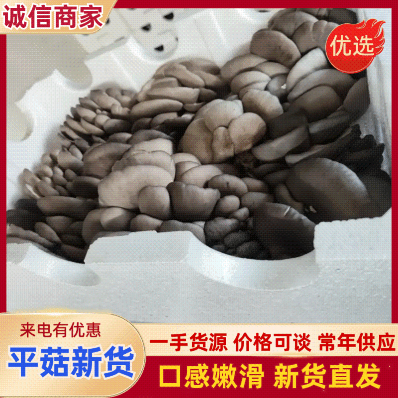 【精品鲜平菇】河北邯郸大量有货产地直发诚信经营