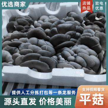 【诚信经营】精品鲜平菇大量有货产地直发可视频看货