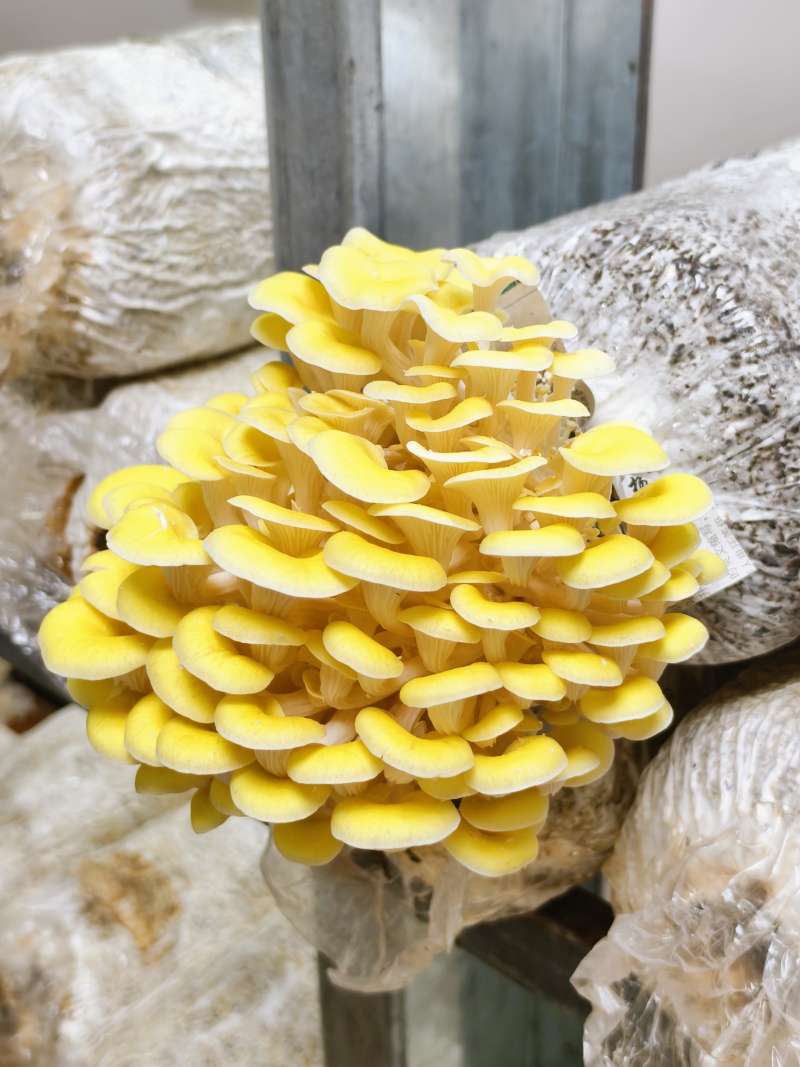 鲜黄金菇产地直发保质保量不含肥料对接全国等