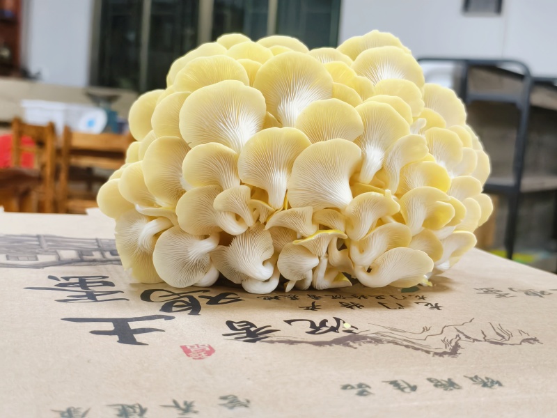 鲜黄金菇产地直发保质保量不含肥料对接全国等