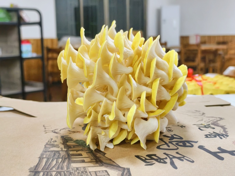 鲜黄金菇产地直发保质保量不含肥料对接全国等