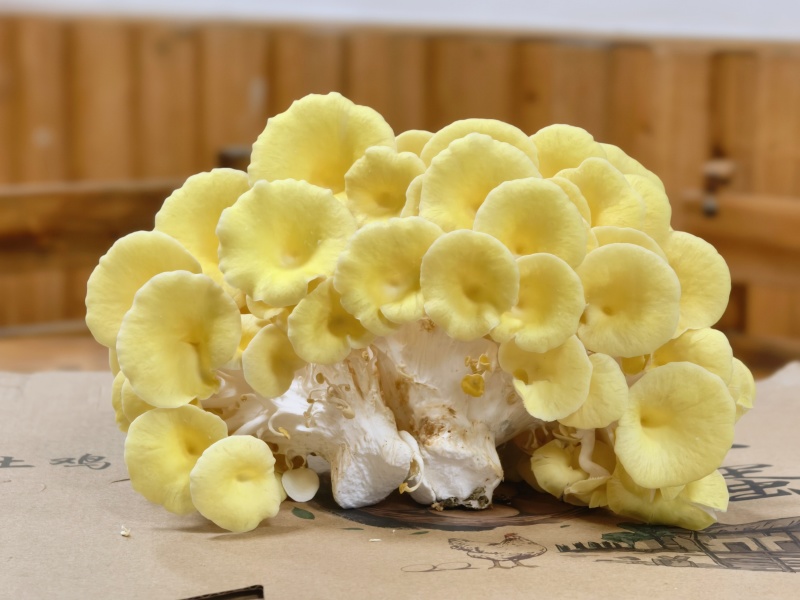 鲜黄金菇产地直发保质保量不含肥料对接全国等