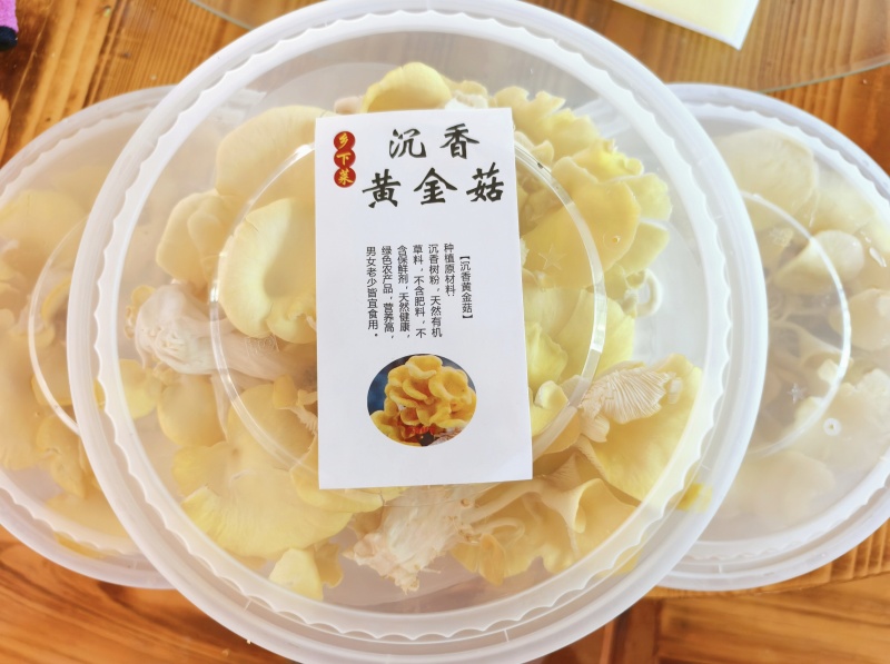 鲜黄金菇产地直发保质保量不含肥料对接全国等