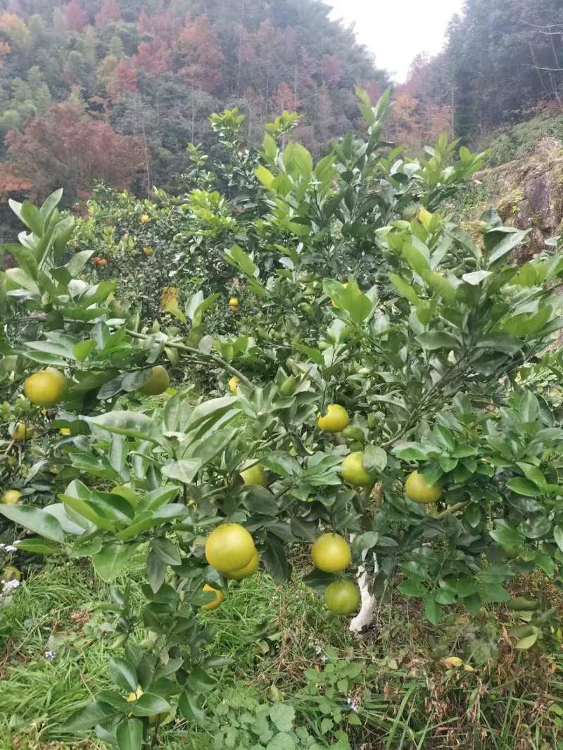 浙江精品鸡尾葡萄柚自产自销保证质量欢迎随时电话联系