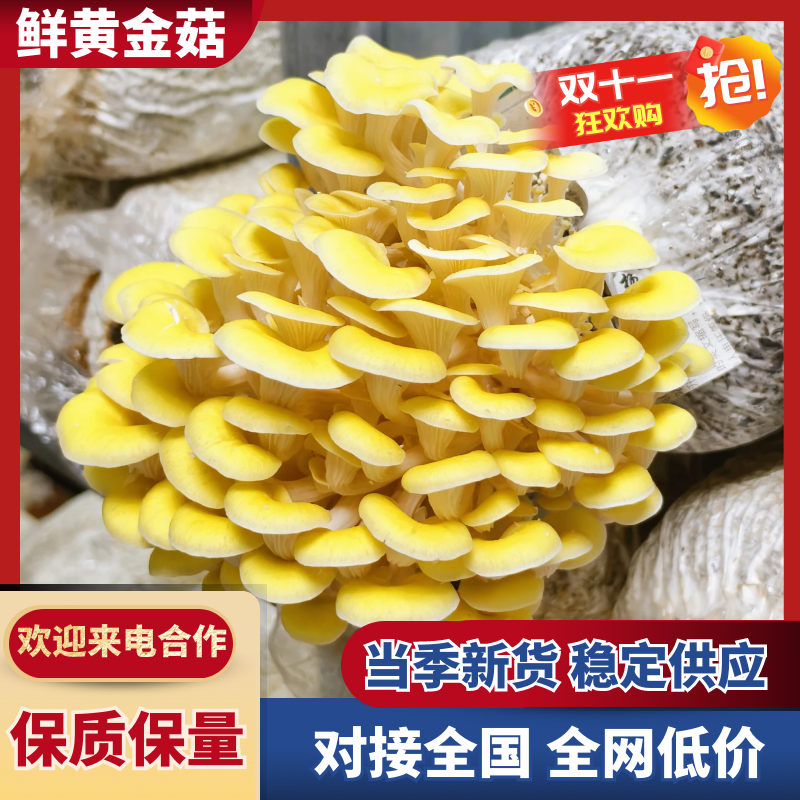 鲜黄金菇产地直发保质保量不含肥料对接全国等