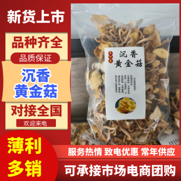 沉香黄金菇产地直发营养价值高不含保鲜剂保质保量