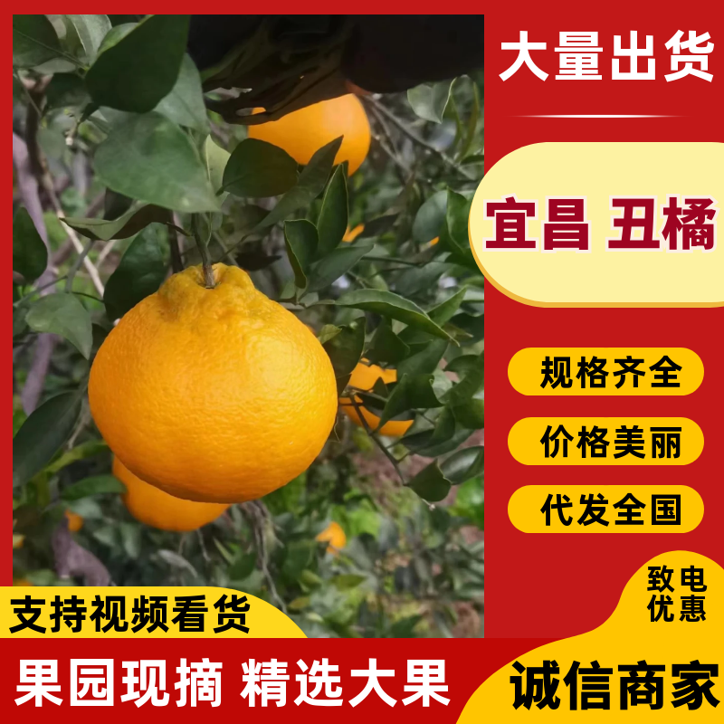 丑橘假丑橘大量上市产地一手货源对接电商市场批发商