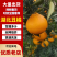 丑橘假丑橘大量上市产地一手货源对接电商市场批发商