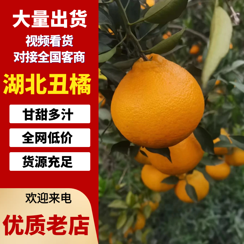 丑橘假丑橘大量上市产地一手货源对接电商市场批发商