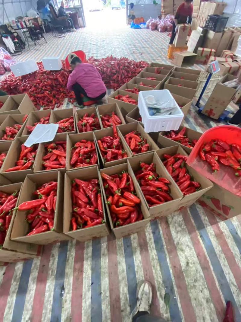 安徽精选鲜辣椒大量现货优质红椒质量保证产地直发