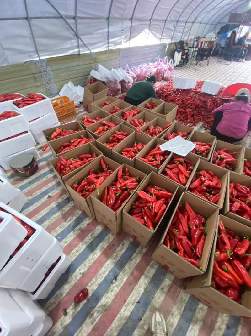 安徽精品红椒，当季现货，新鲜现摘，产地直发品质保证！