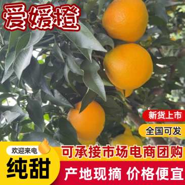 橙子、爱媛果冻橙，品质有保障，支持一件代发！大量供应