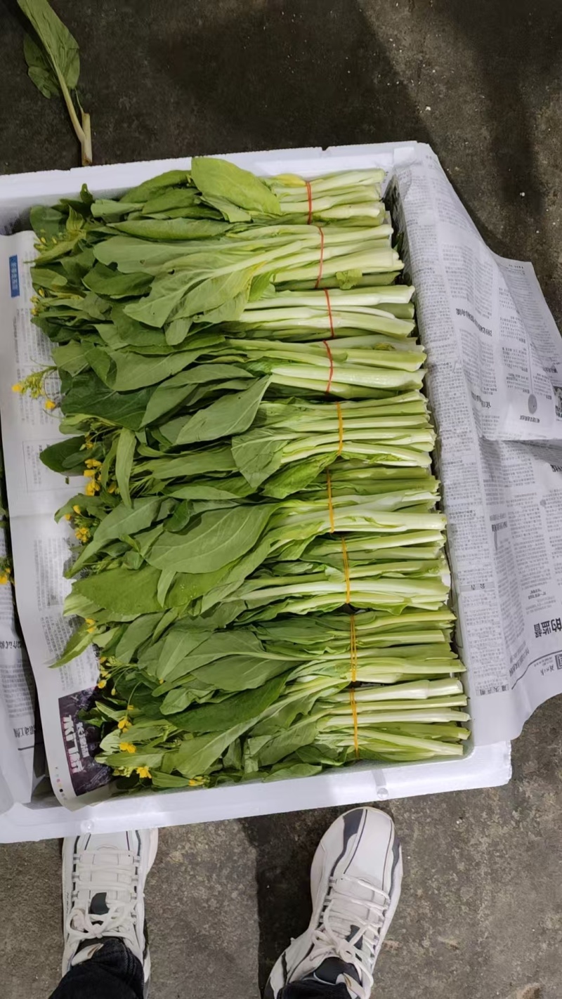 白菜苔湖北宜昌菜苔产地直发按需包装对接全国商超市场
