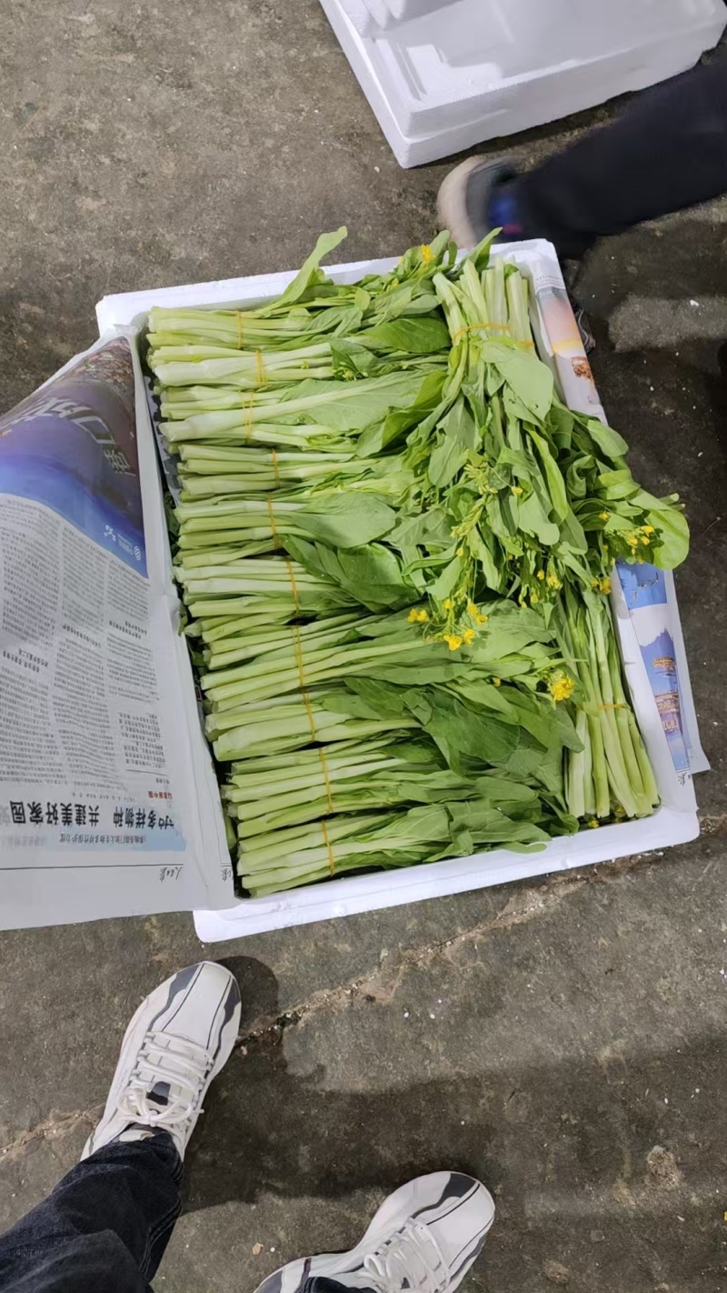 白菜苔湖北宜昌菜苔产地直发按需包装对接全国商超市场