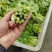 白菜苔湖北宜昌菜苔产地直发按需包装对接全国商超市场