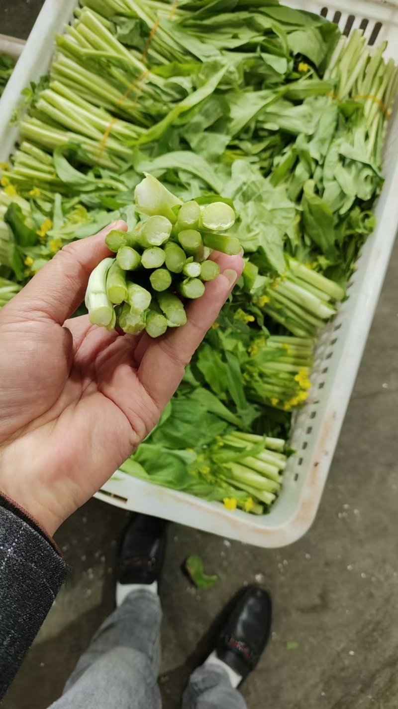 白菜苔湖北宜昌菜苔产地直发按需包装对接全国商超市场