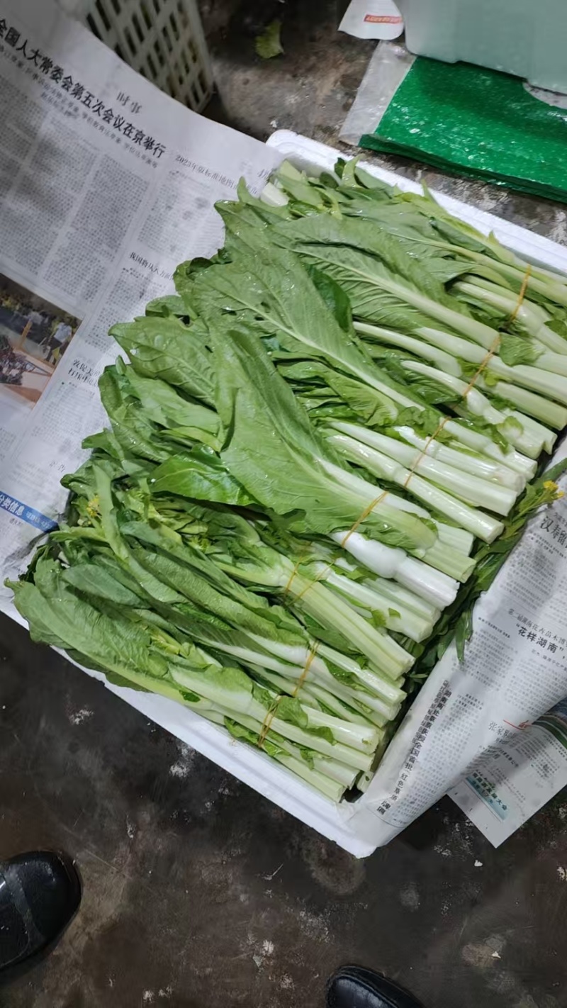 白菜苔湖北宜昌菜苔产地直发按需包装对接全国商超市场
