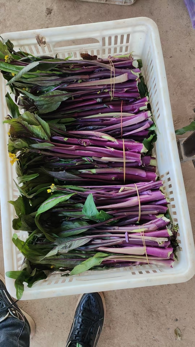 红菜苔湖北菜苔产地直发可实地考察视频看货选货