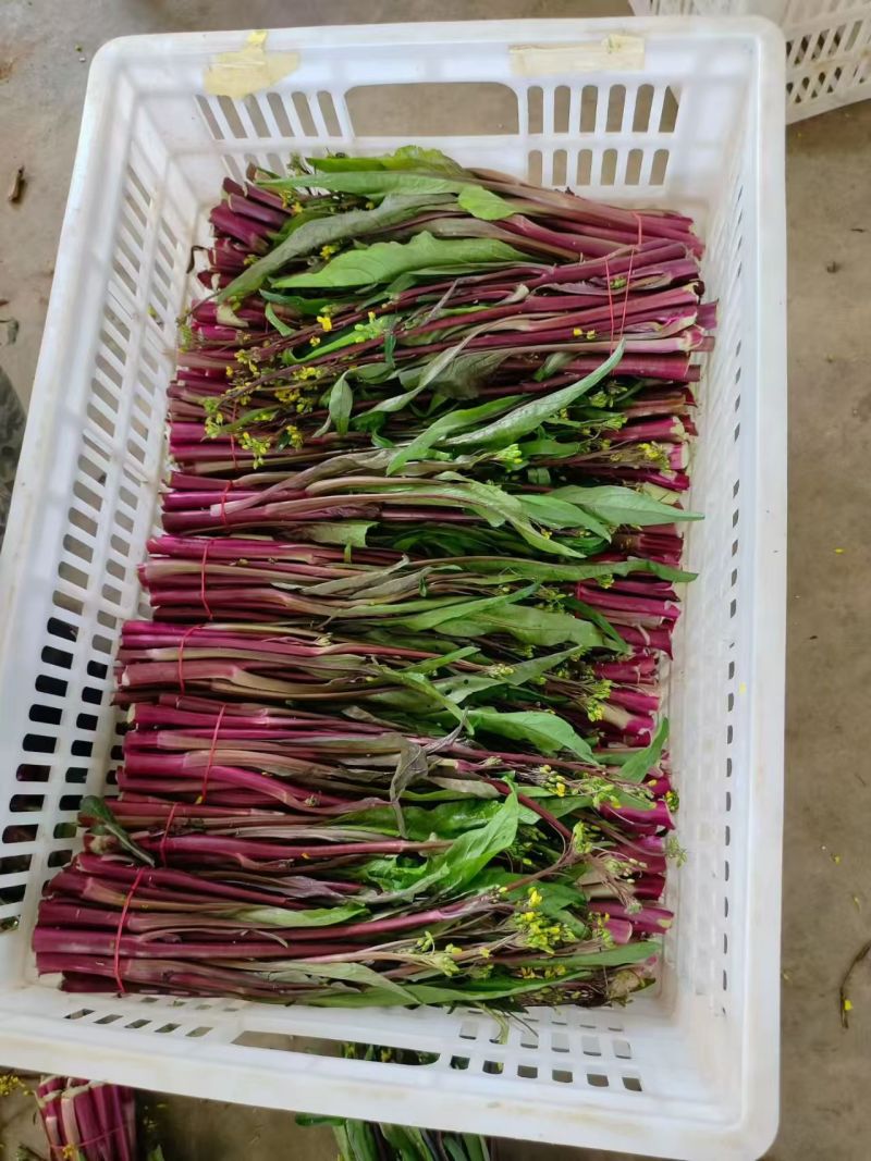 红菜苔湖北菜苔产地直发可实地考察视频看货选货
