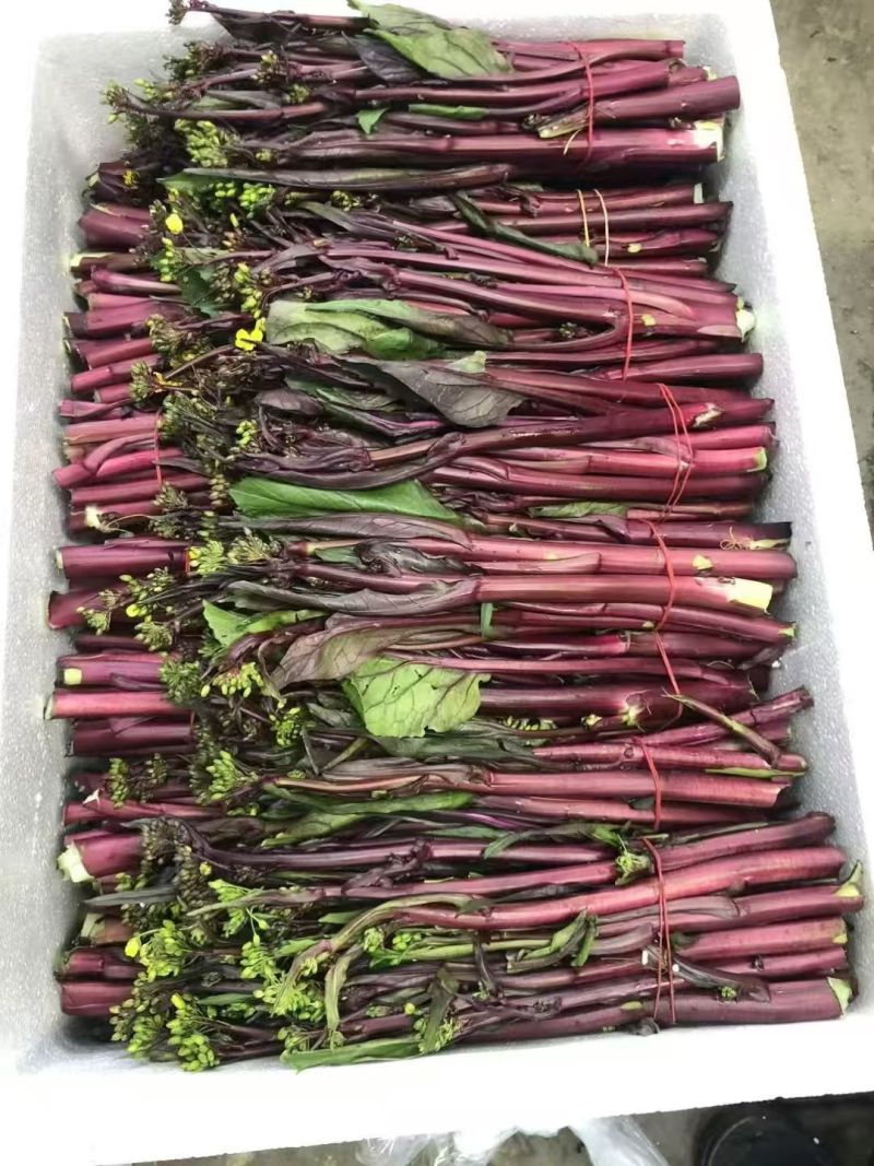 红菜苔湖北菜苔产地直发可实地考察视频看货选货