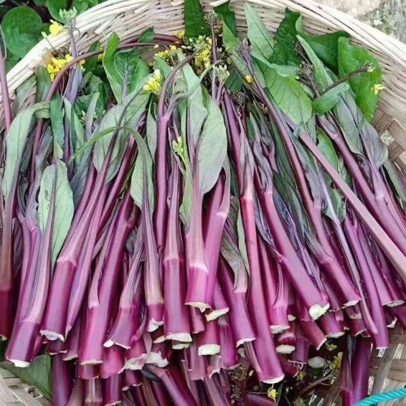 红菜苔湖北菜苔产地直发可实地考察视频看货选货